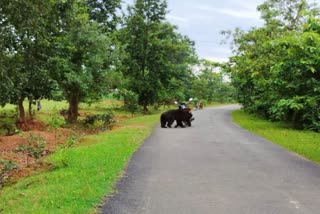 bear terror in nabarangpur