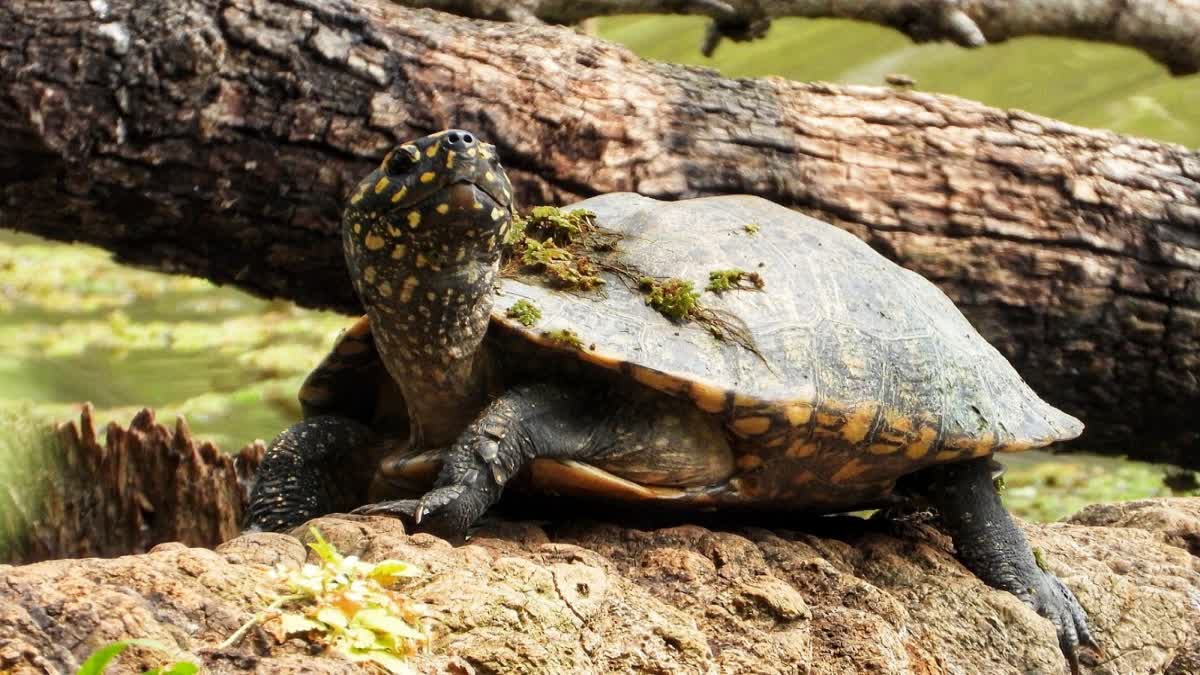 Spotted Black Pond Turtle in Renuka Ji Lake