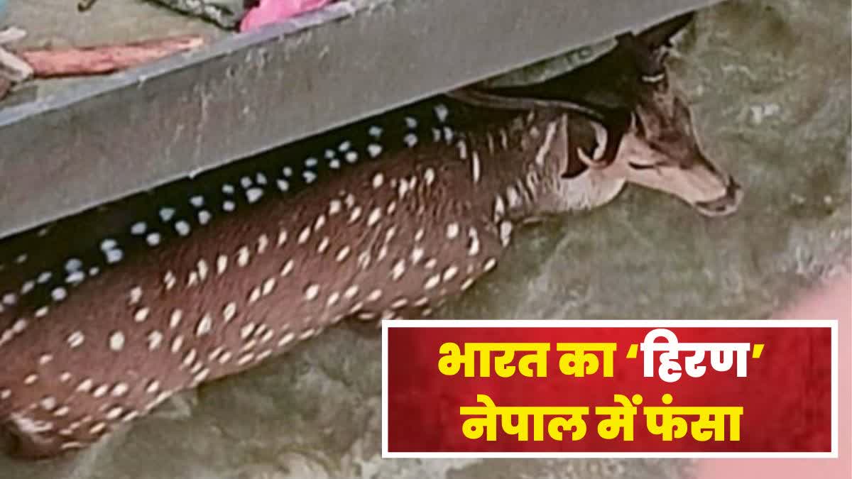 Deer Stuck In Gandak Barrage