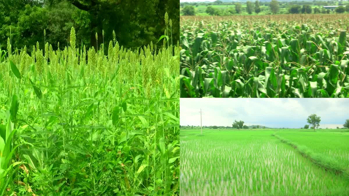 Crops Cultivation In Mahbubnagar