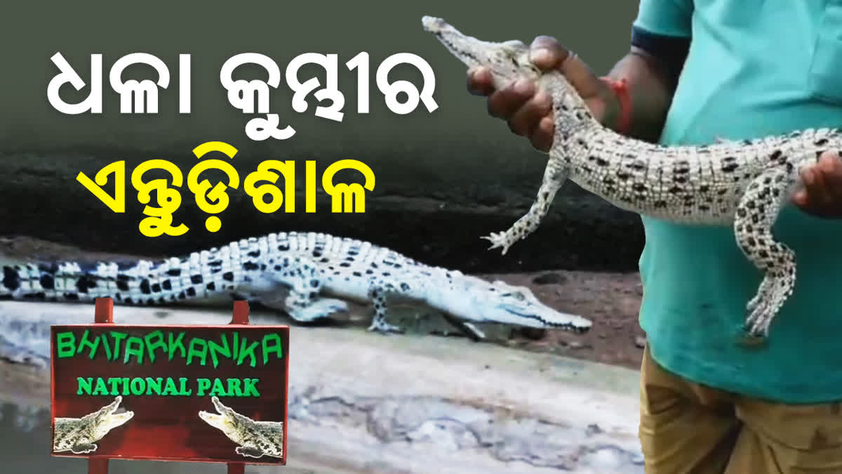 Albino Crocodile in Odisha's Bhitarkanika National Parkt