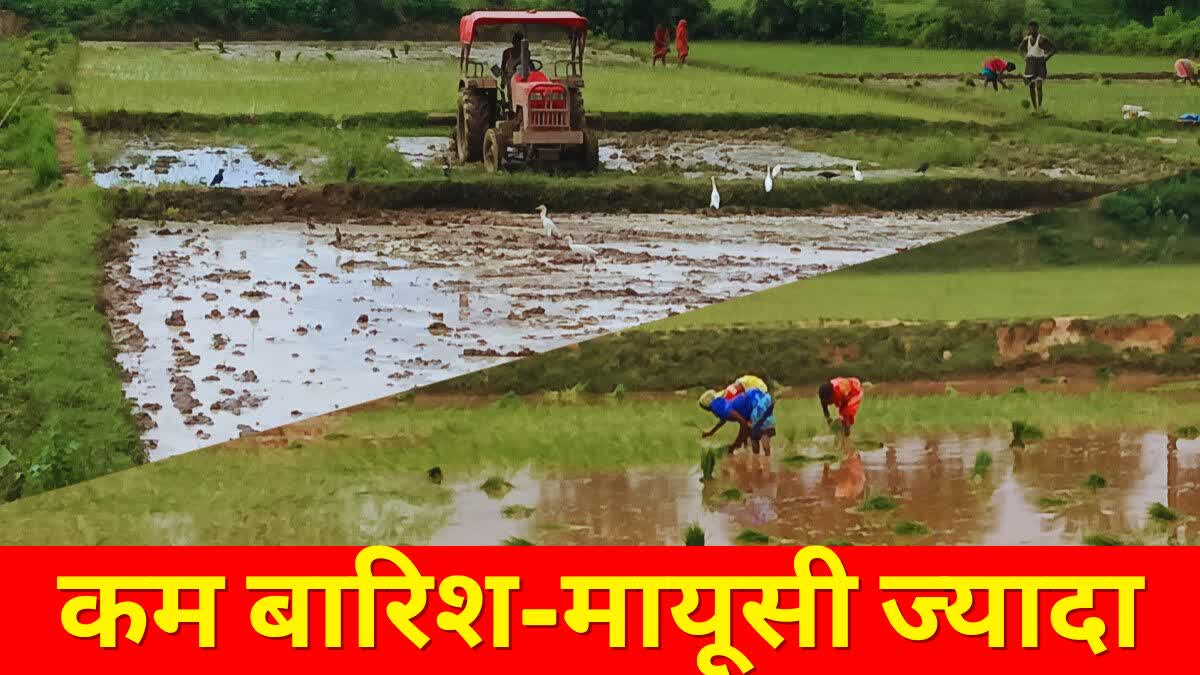 Decrease in paddy cultivation due to less rain in Deoghar