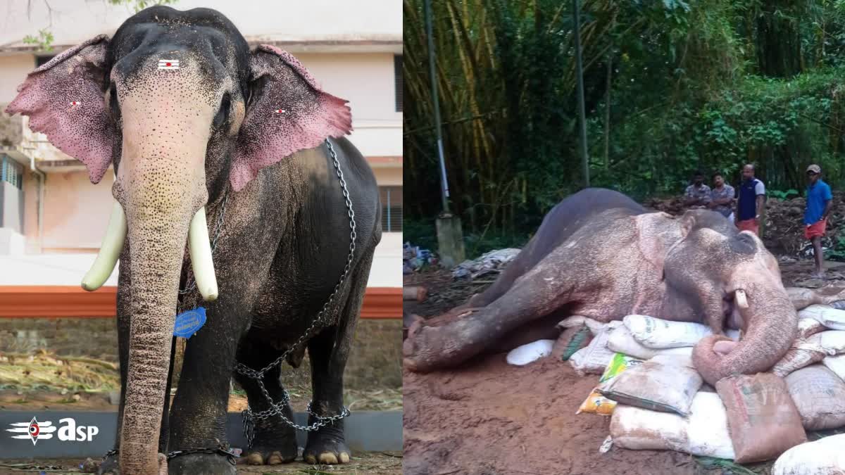 PUTHUPPALLY ARJUNAN PASSED AWAY  പുതുപ്പള്ളി അർജുനൻ ചെരിഞ്ഞു  ELEPHANT DEATH IN KOTTAYAM  പുതുപ്പള്ളി അർജുനൻ