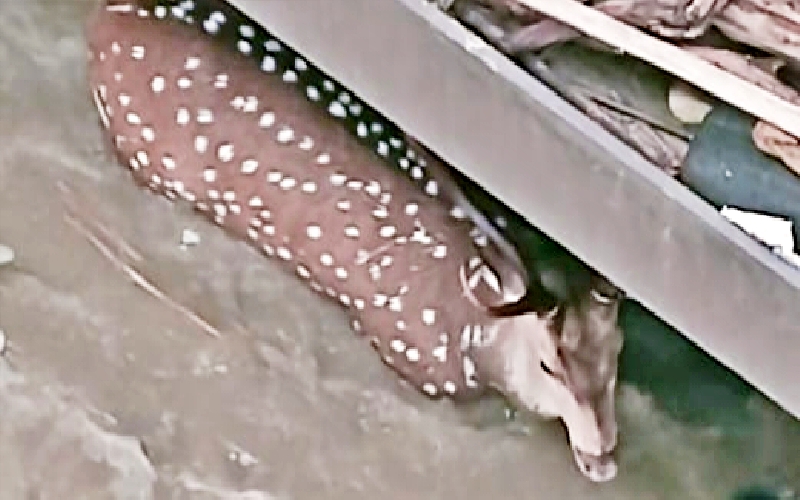 Deer Stuck In Gandak Barrage