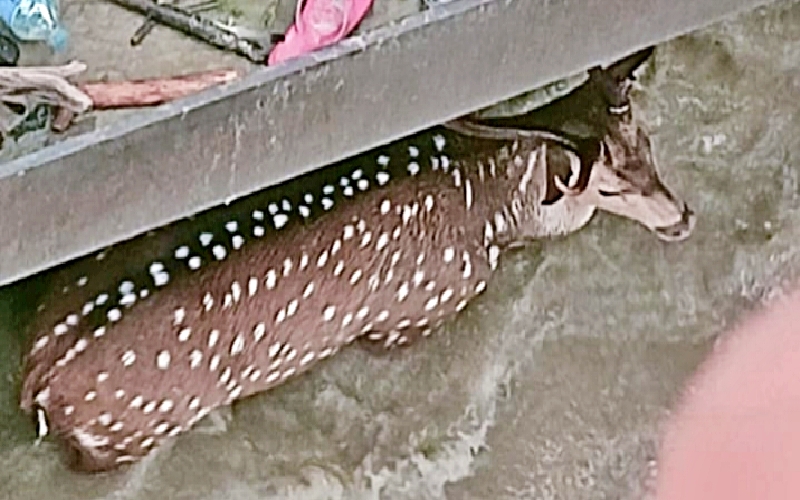 Deer Stuck In Gandak Barrage