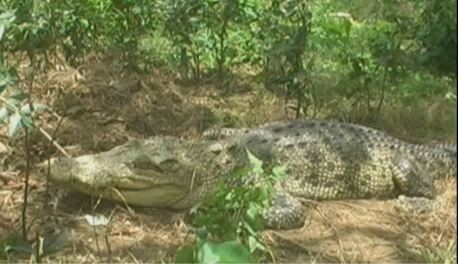 Albino Crocodile in Bhitarkanika Gori