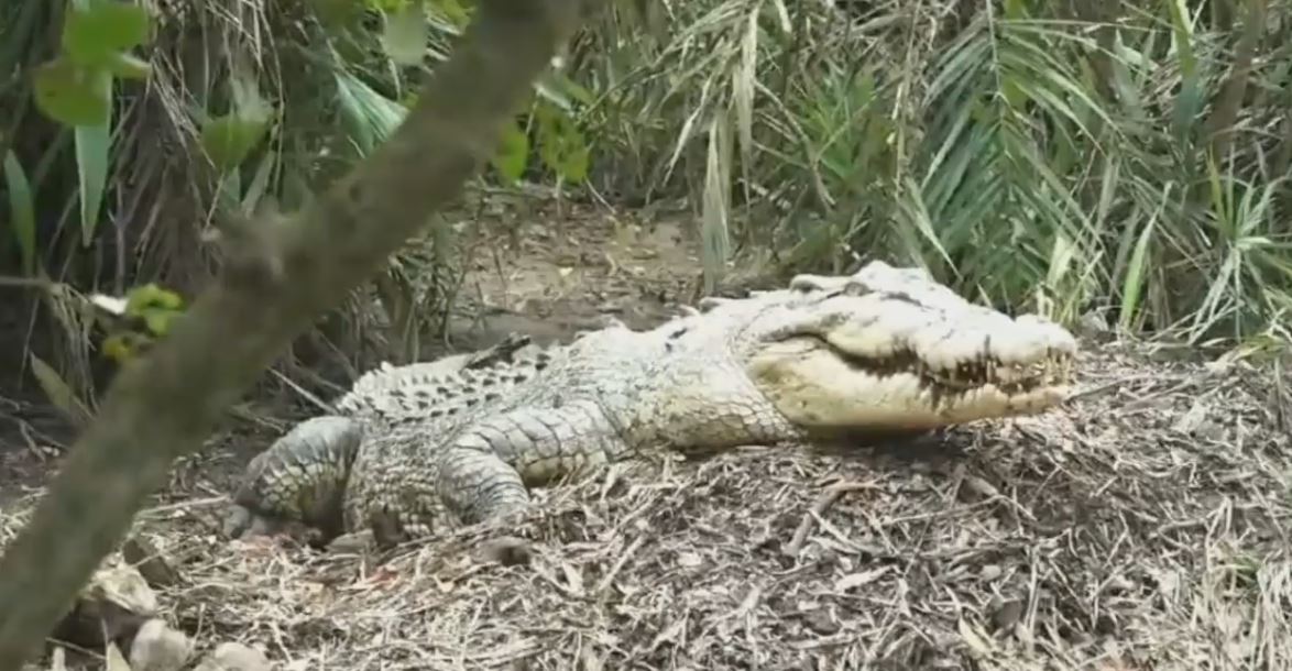 Saltwater Albino Crocodile in Bhitarkanika Malli