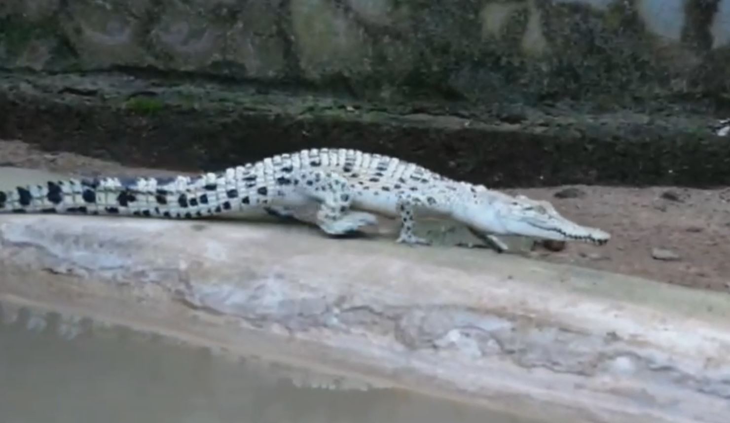 Albino Crocodile in Bhitarkanika Sweta