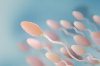 Sperm Count