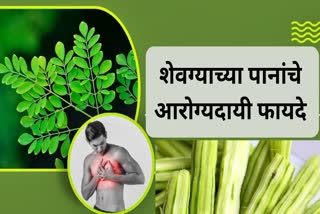 Benefits Of Moringa Leaves