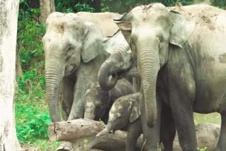 Elephant Calf