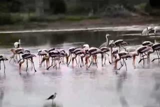 beautiful_abroad_birds_in_markapuram_pond_in_prakasam_district