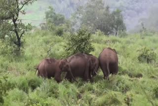 ELIPHANT IN RANIPURAM  RANIPURAM TOURIST CENTRE  ട്രക്കിങ് നിരോധിച്ചു  റാണിപുരത്ത് കാട്ടാനക്കൂട്ടം