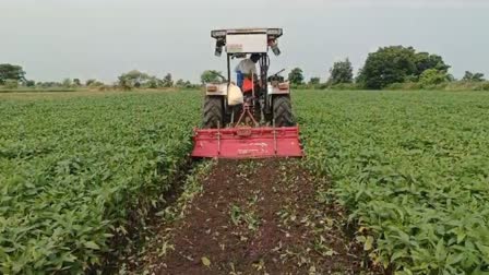 SOYBEAN MSP MADHYA PRADESH