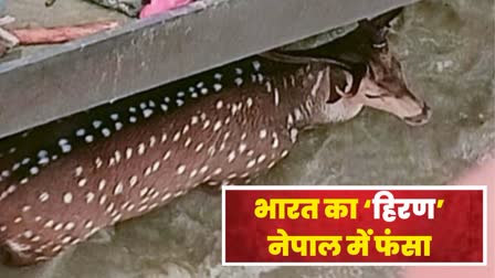 Deer Stuck In Gandak Barrage