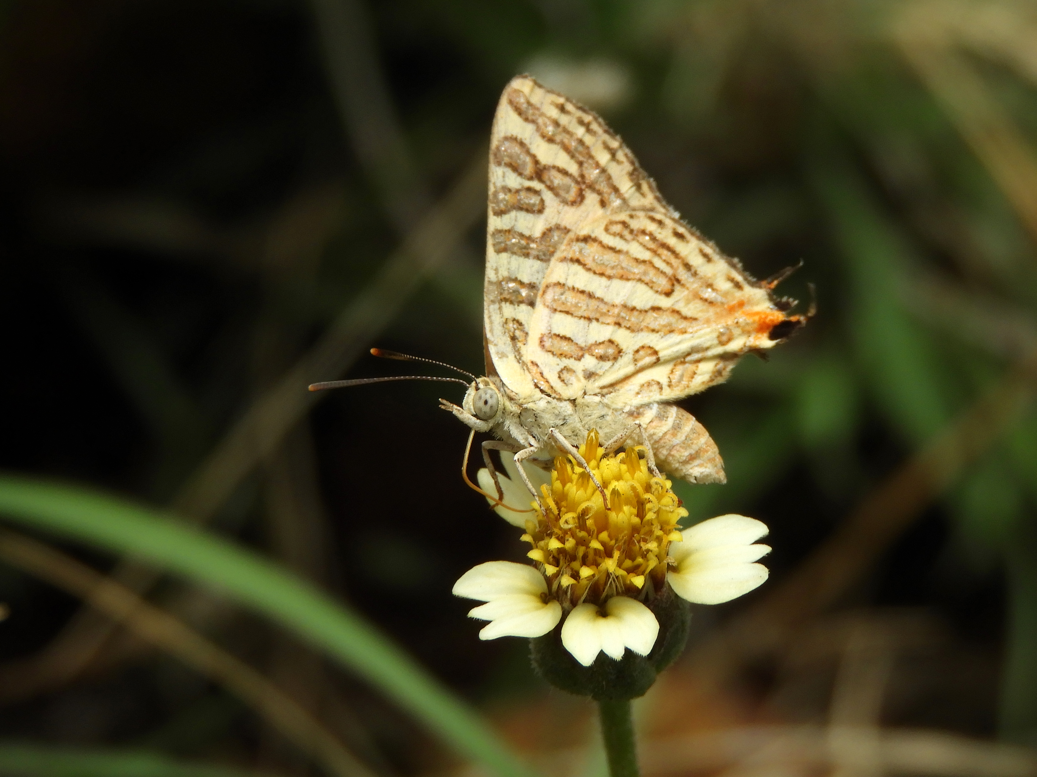 Betul butterfly Summer survey