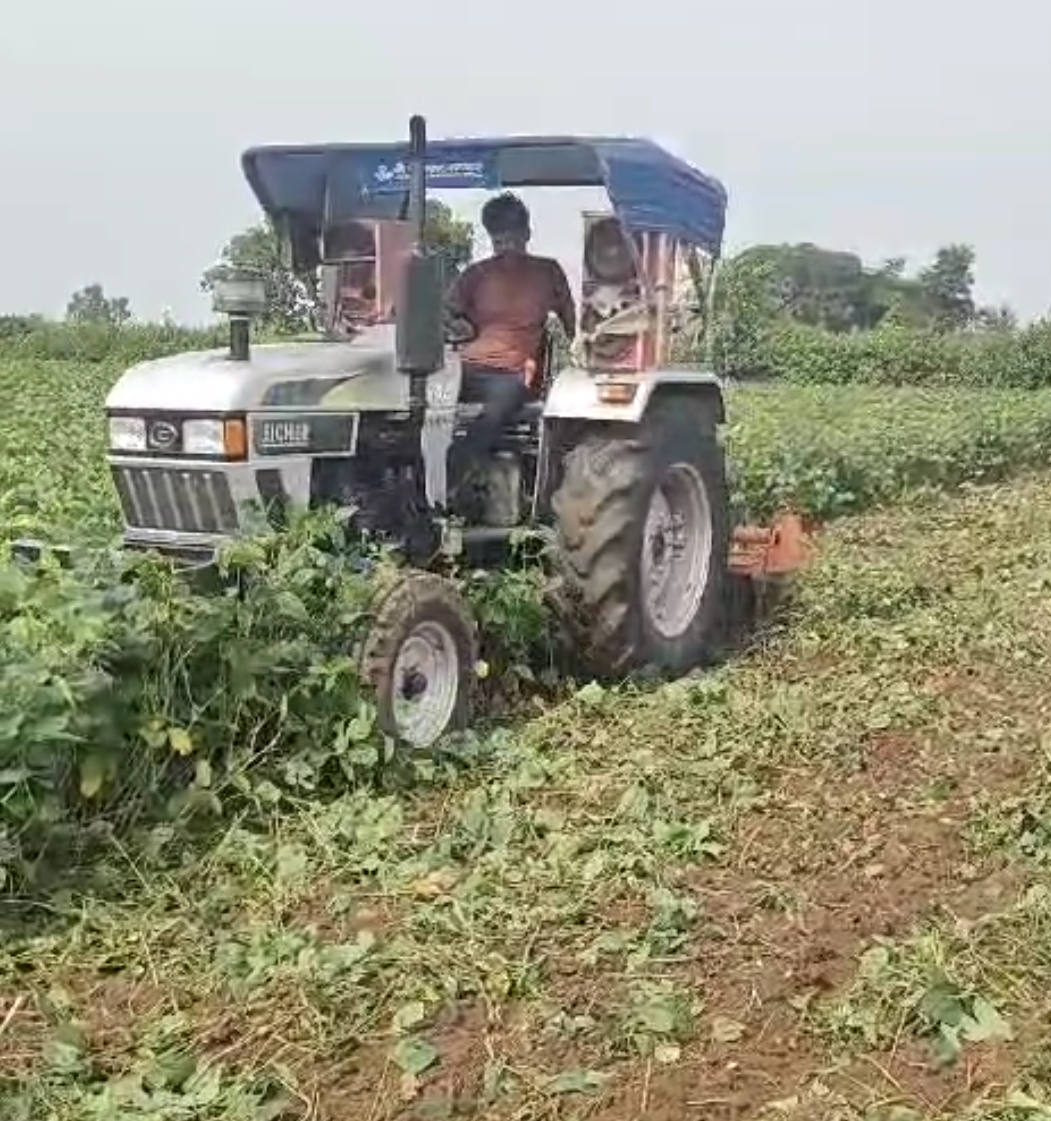 Farmer Destroyed Soybean Crop