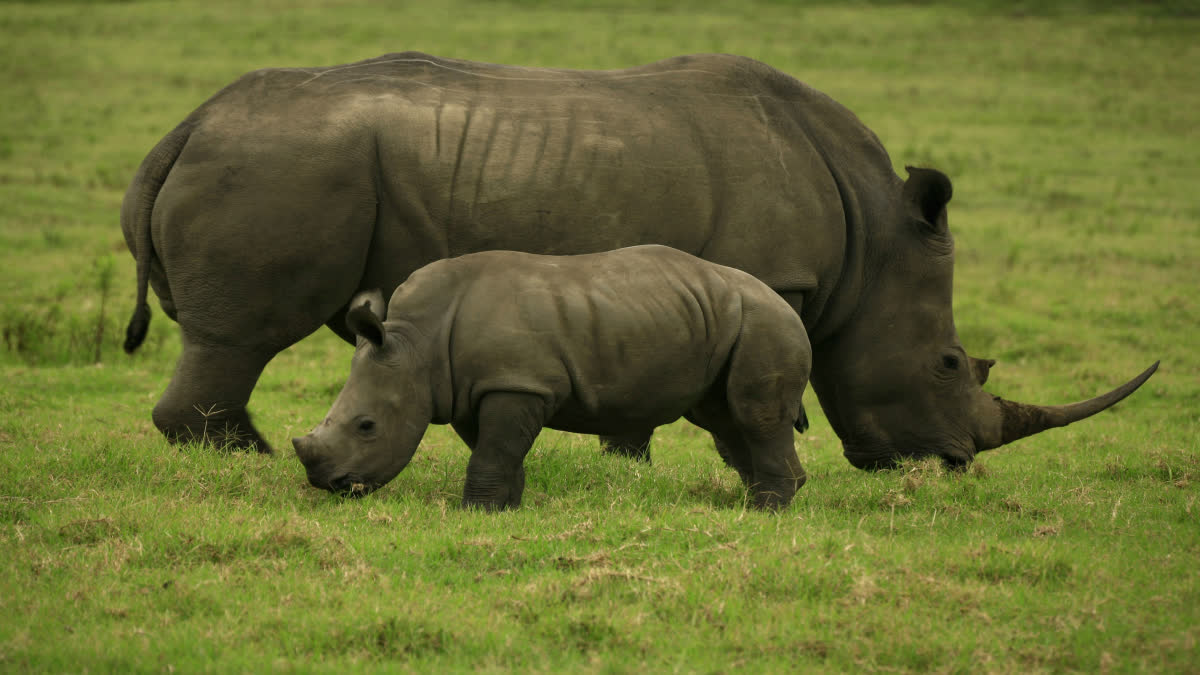 Etv BharatWorld Rhino Day