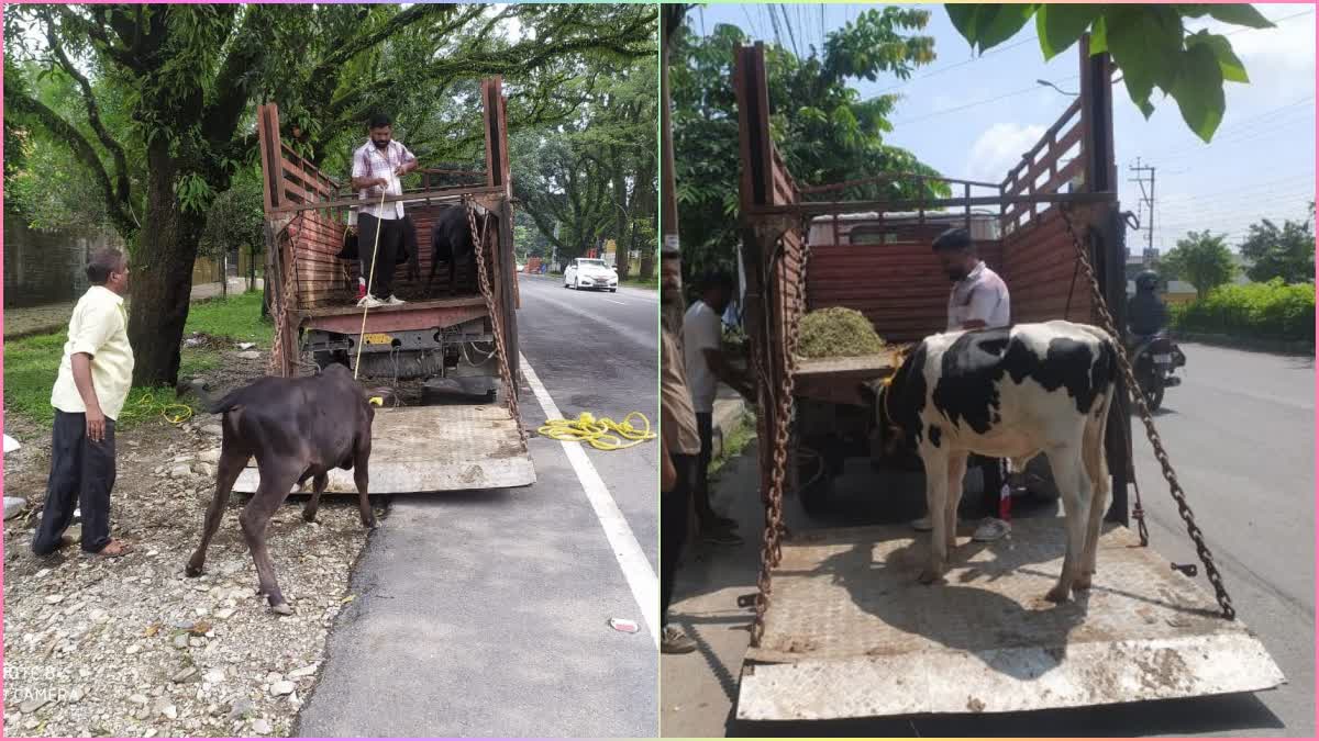 Stray animals in Gausadan