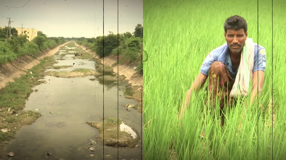 Paddy Crop Damage