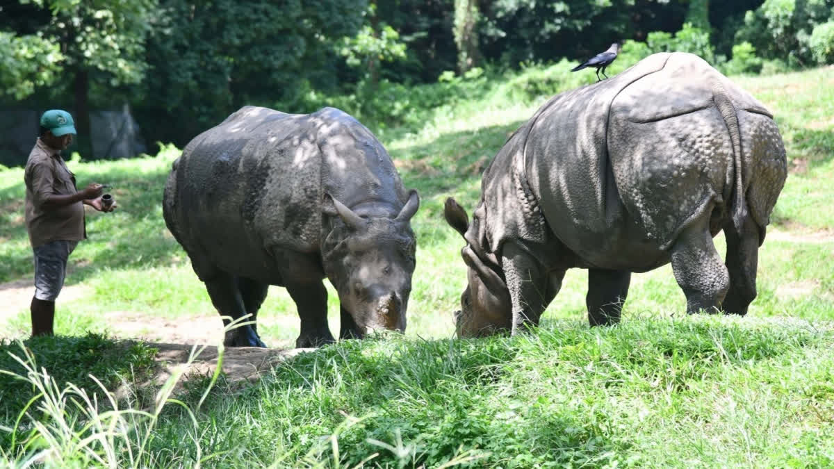 West Bengal ramps up endangered one-horned rhino conservation measures