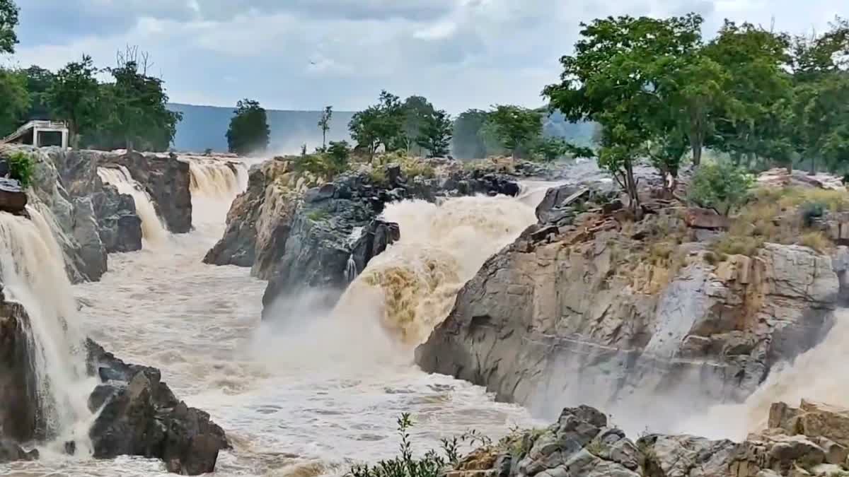 ஒகேனக்கல்  அருவிகளில் ஆர்பரித்து கொட்டும் நீரின் காட்சி