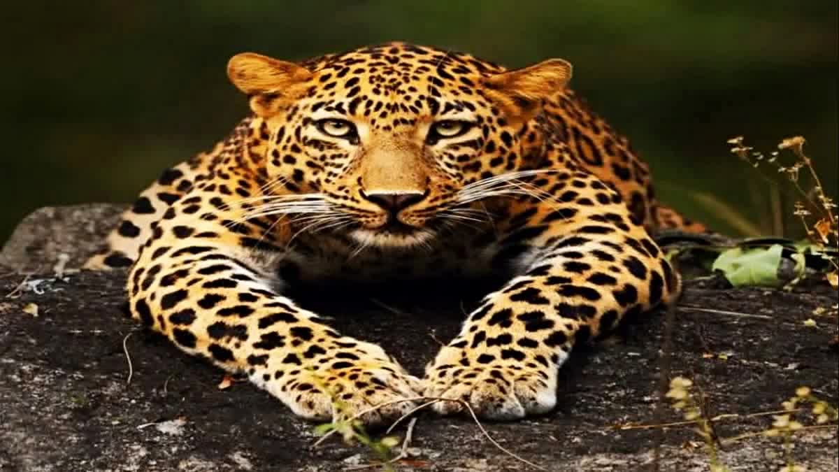 Dewas Leopard Death