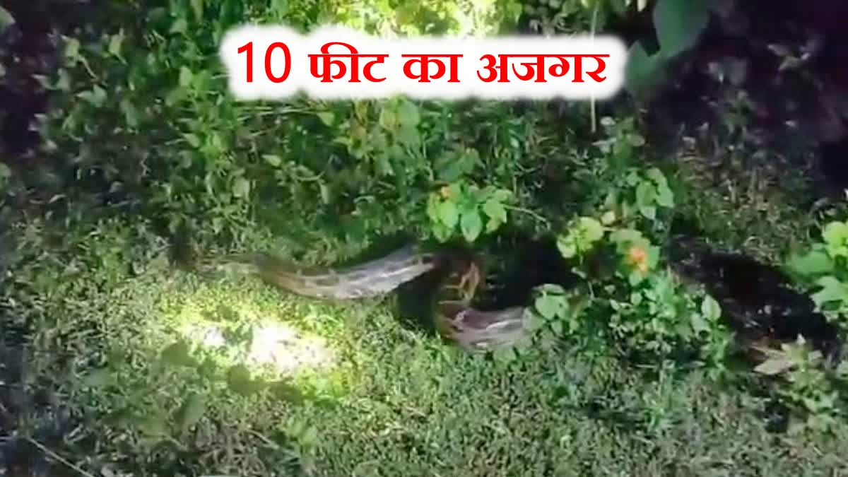 10 feet giant python in Pakur