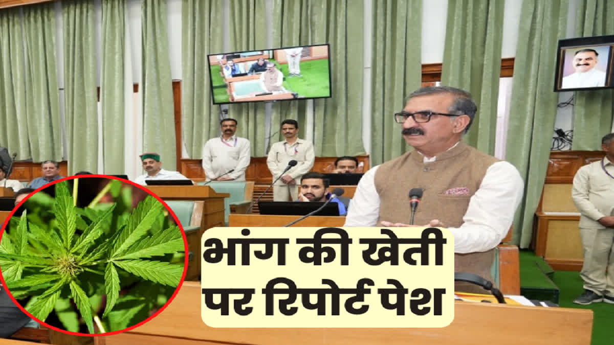 Himachal Cannabis Cultivation Report