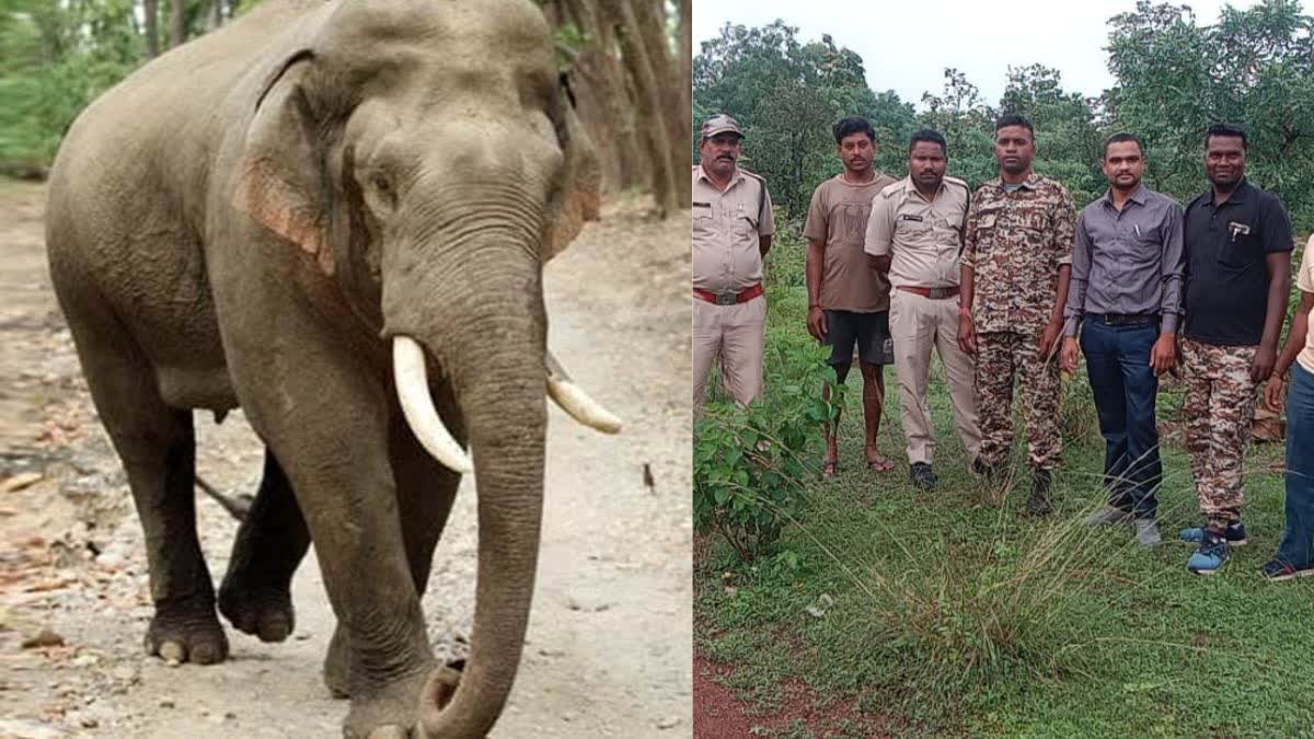 Tusk Elephant In Balod