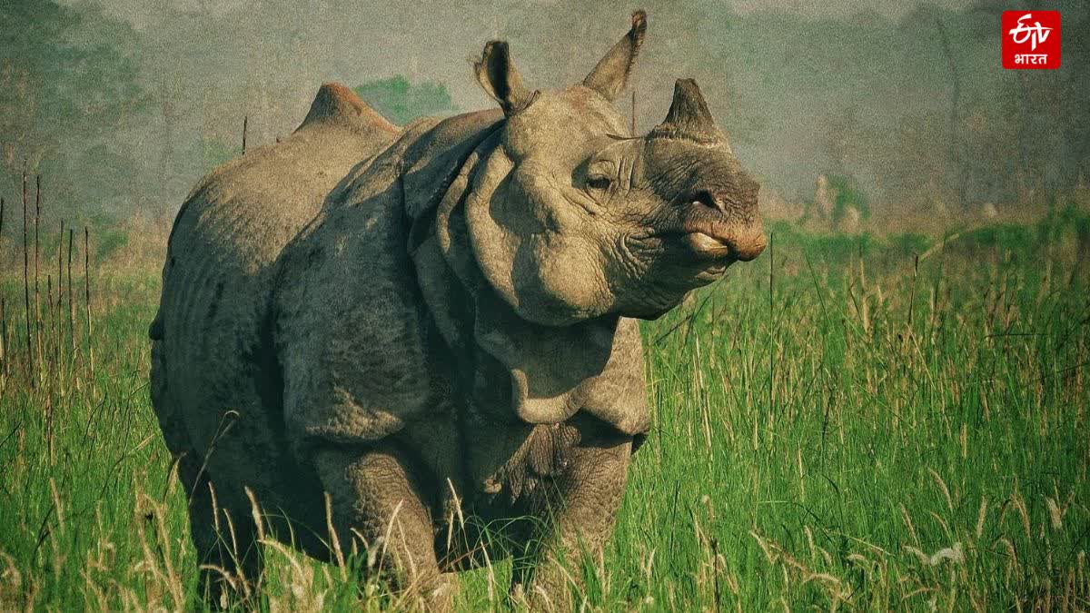 Rhino day 2023