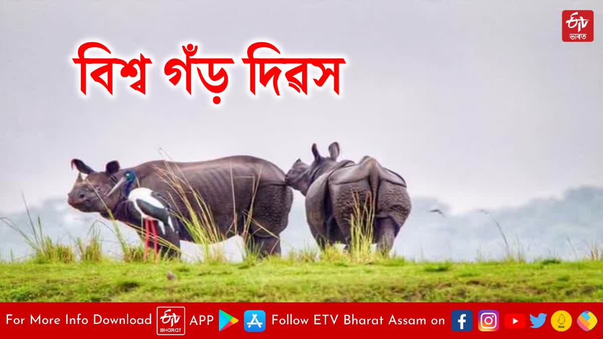 World Rhino day observed in assam