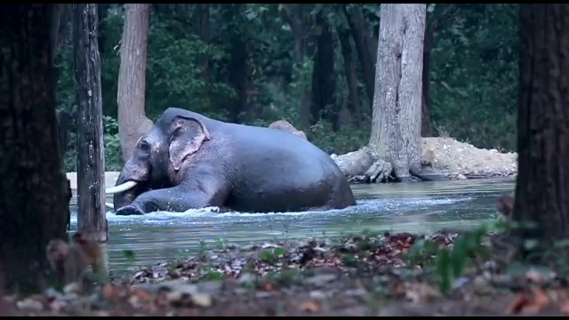 Wildlife Institute of India