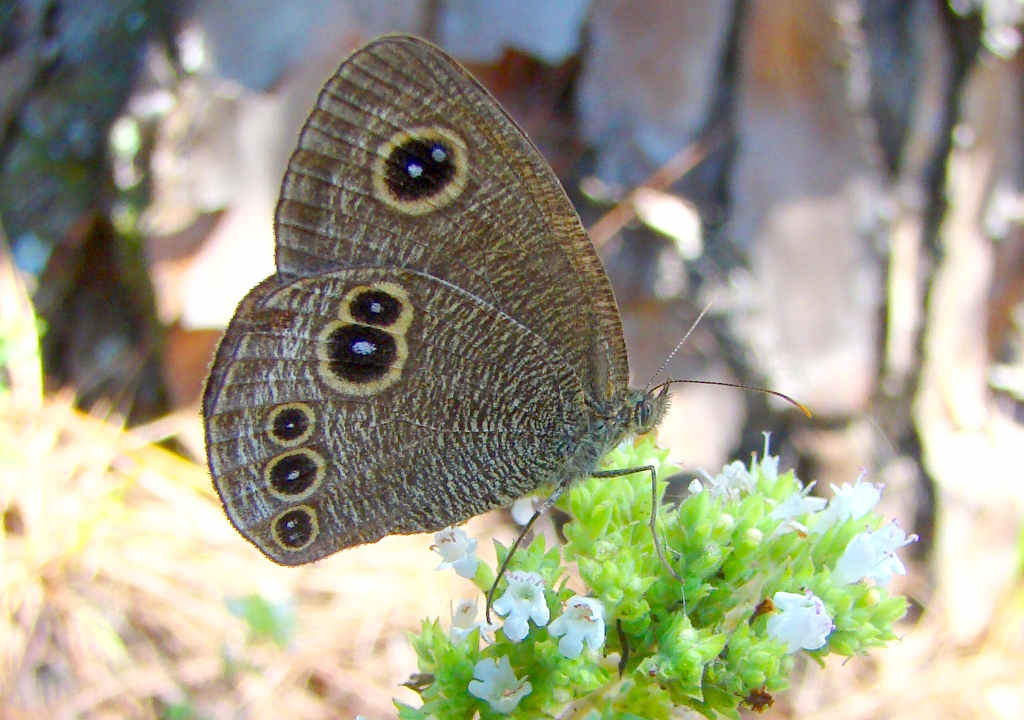 Great Himalayan National Park Kullu