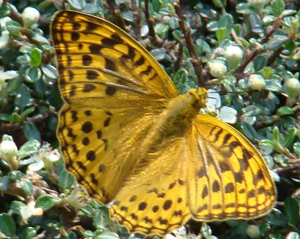 Great Himalayan National Park Kullu