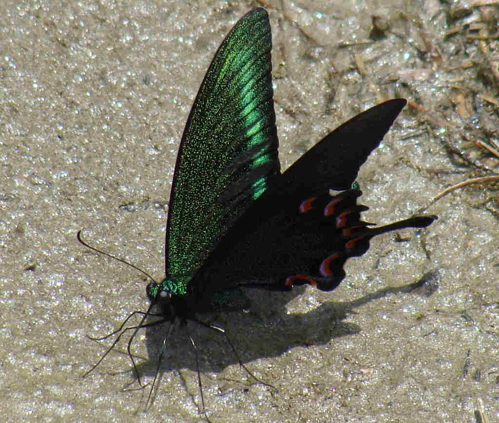 Great Himalayan National Park Kullu