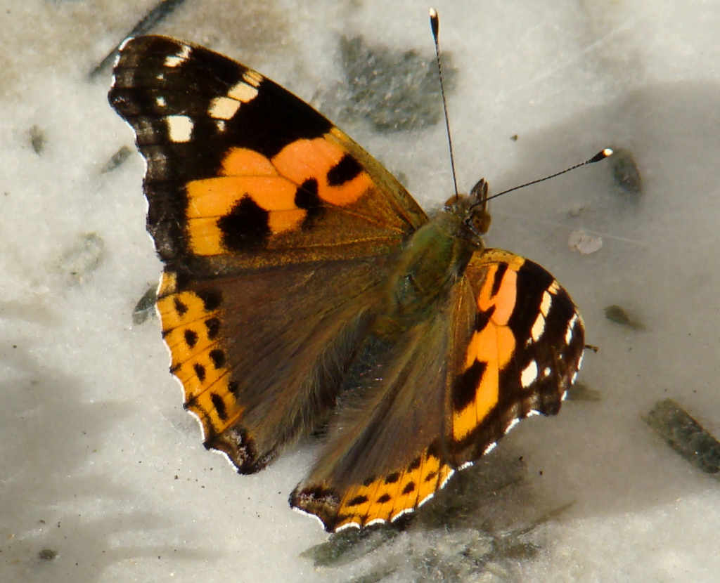 Great Himalayan National Park Kullu