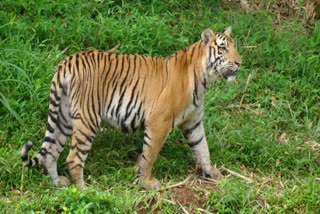 ದನಗಾಯಿ ಮೇಲೆ ಹುಲಿ ದಾಳಿ