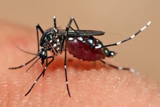 Dengue fever  ഡെങ്കി പനി  Dengue fever spreading in state  സംസ്ഥാനത്ത് ഡെങ്കി പനി രൂക്ഷം  ഞായറാഴ്‌ചകളില്‍ ഡ്രൈ ഡേ  Dry day on Sundays  ഹോട്ട് സ്പോട്ടുകള്‍ പ്രസിദ്ധീകരിക്കുന്നു  Department of Health  hot spots  Department of Health to publish hotspots