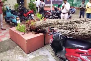 Huge Tree Collapse At Hyderabad Assembly