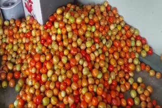 Tomato Rate Decreased