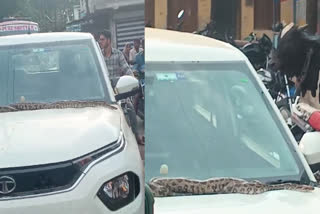 giant python sitting on car dashboard in mandsaur