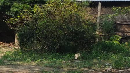 ganja planting at home in bhind