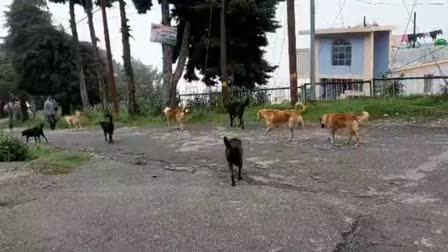 Tehri stray dogs