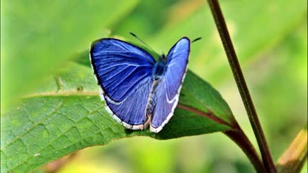 Great Himalayan National Park Kullu