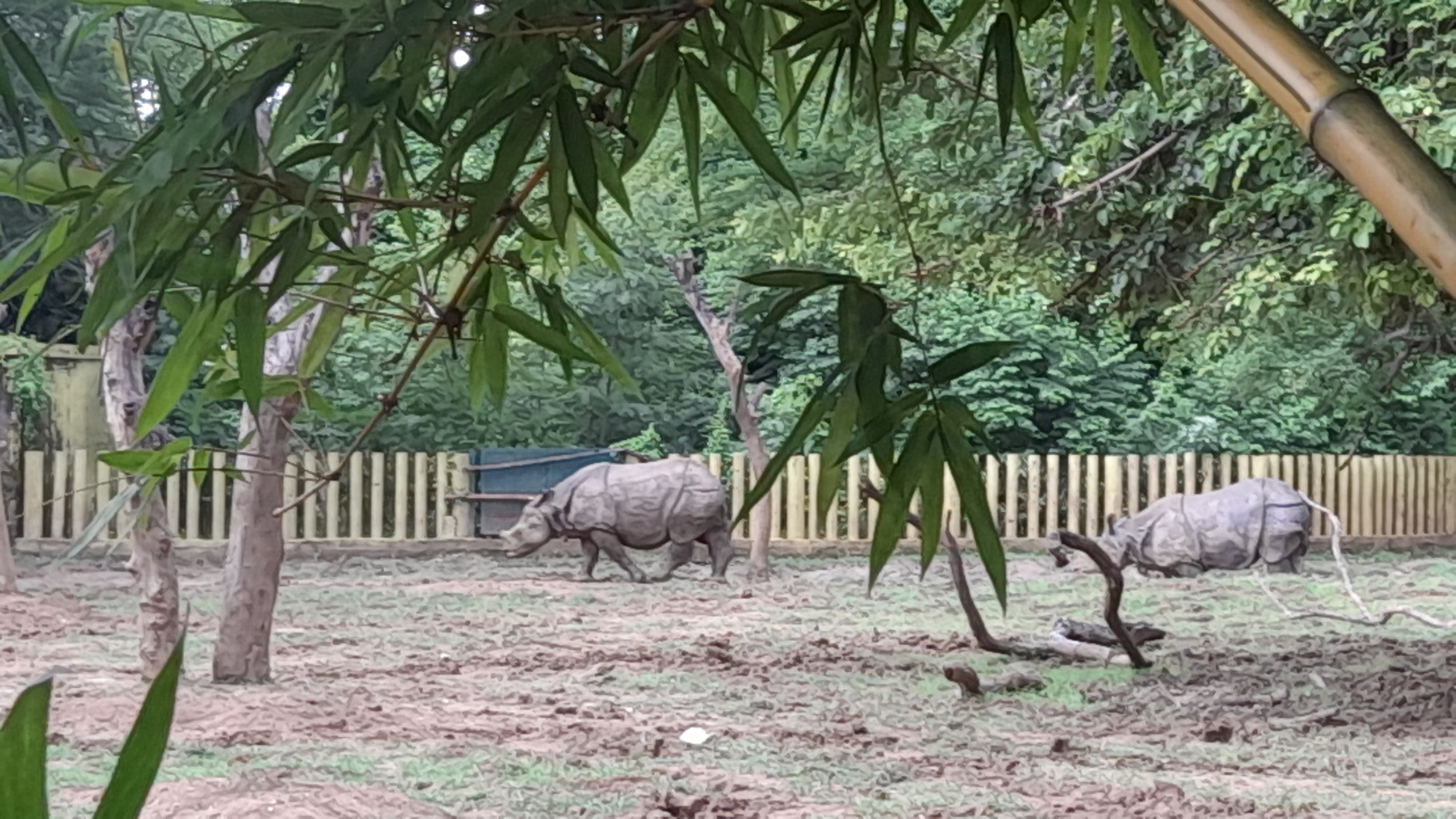 पटना चिड़ियाघर में गैंडा