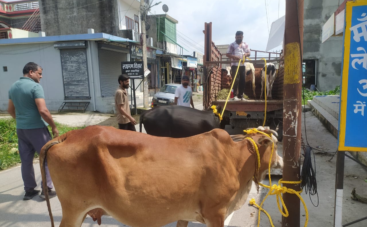 Campaign start for stray cattle