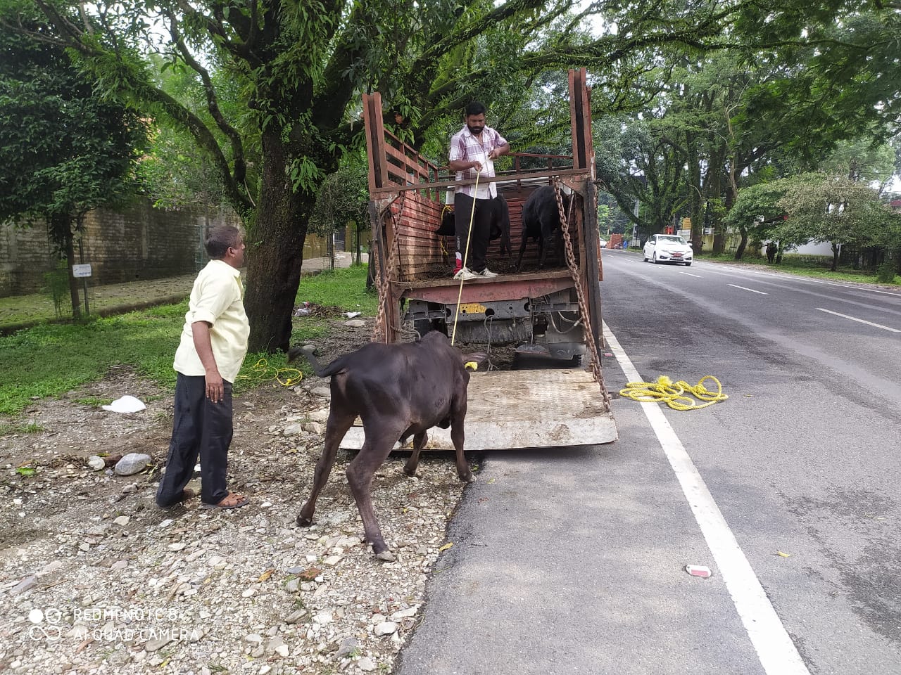 Stray animals in Gausadan