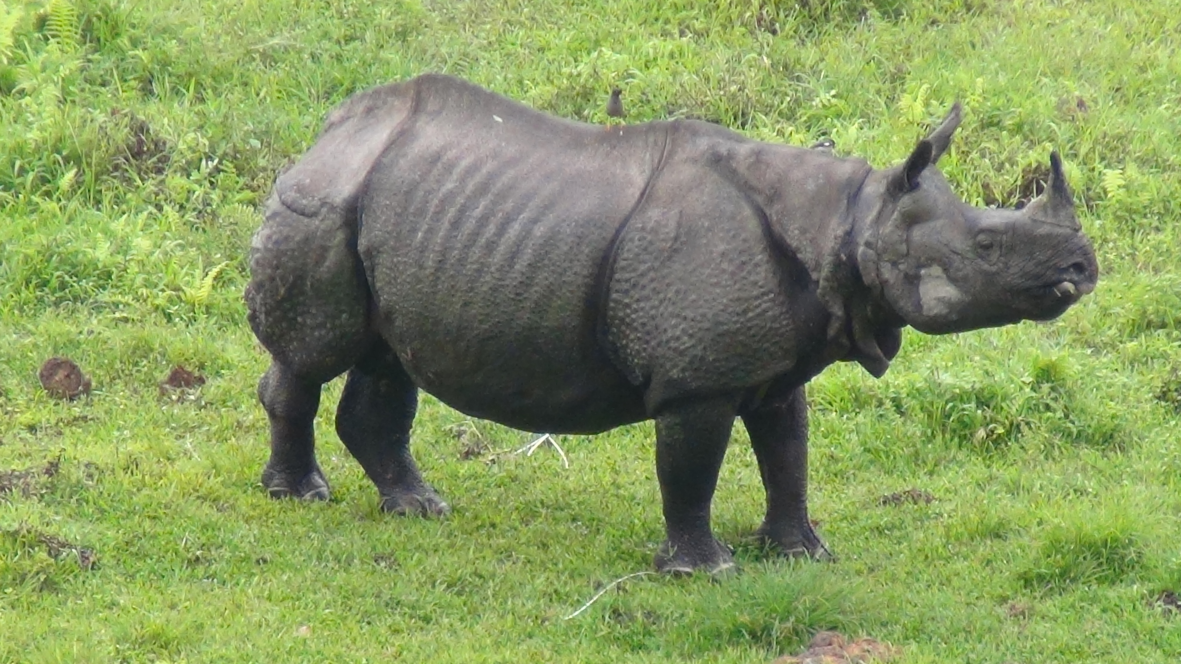 World of Rhinos