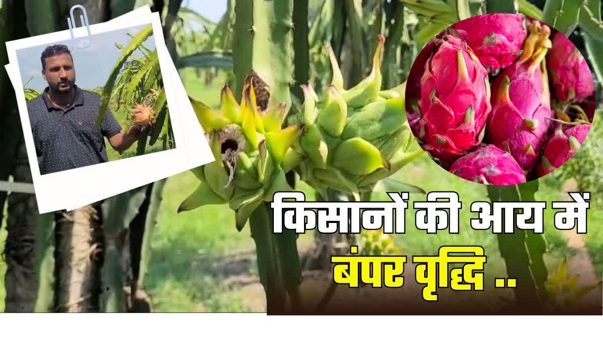 Dragon Fruit Cultivation